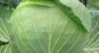 Kohl Schneewittchen