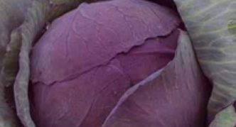 Kohl Benefis