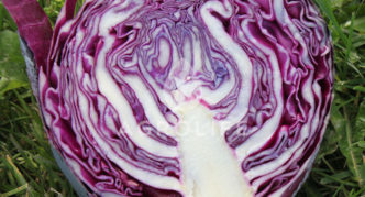 Kohl Primero