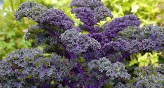 Redbor Collard