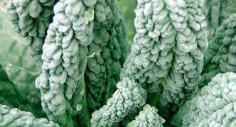 Collard Greens blauer Zwerg