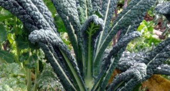 Collard Greens Schwarze Toskana