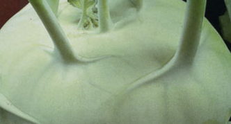 Kohlrabi Riese