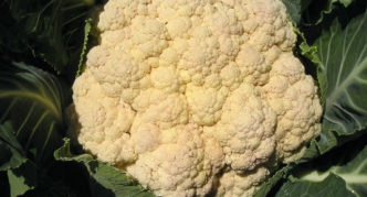 Blumenkohl Alpha