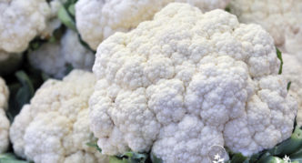 Blumenkohl Schneeball 123