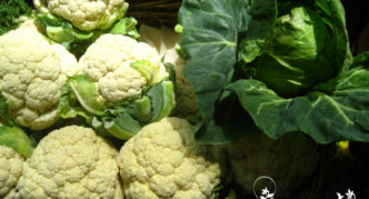 Blumenkohl Sommerbewohner