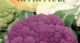 Blumenkohl lila