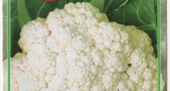 Blumenkohl Amerigo