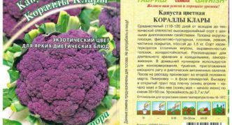 Koralle Clara Blumenkohl