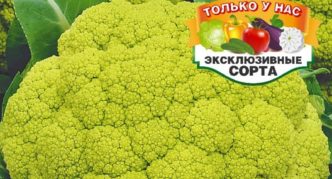 Blumenkohlgrüne Schneeverwehung