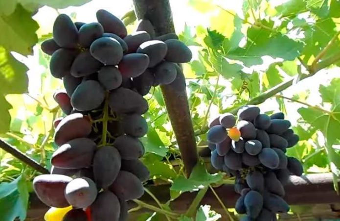 Ulomak sjenice s vikinškim grožđem