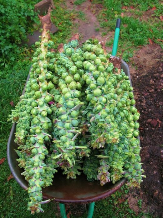Rosenkohl ernten