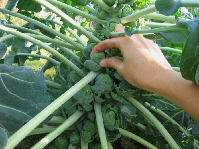 Rosenkohl Aussehen