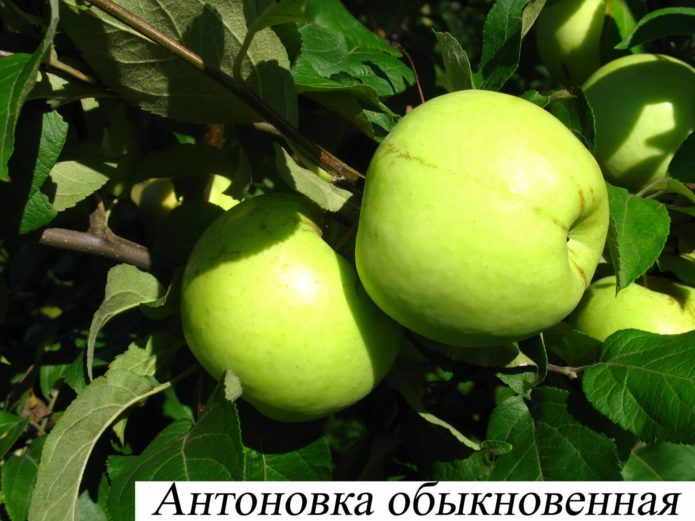 Jabuke sorte Antonovka