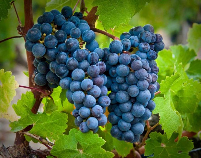Grožđe cabernet sauvignon