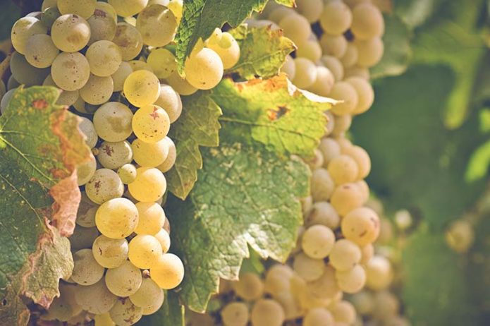 Chardonnay grožđe