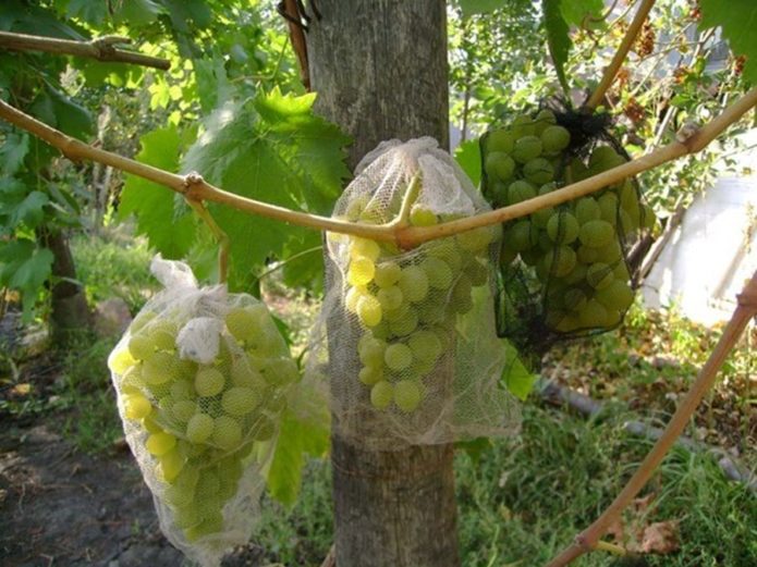 Ose na grožđu