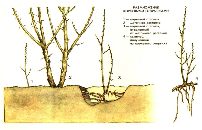 Razmnožavanje korijenskim izbojcima