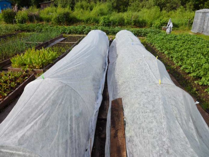 Sklonište zasađenih sadnica kupusa agrofibrom