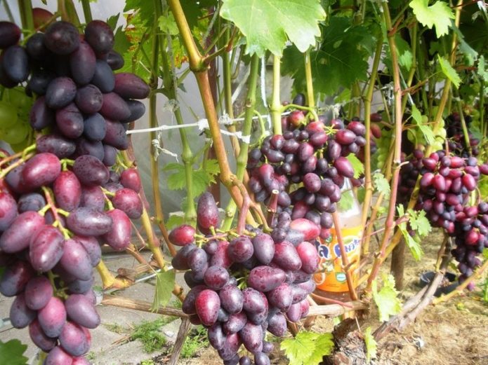 Zgodna žena Grape Bush
