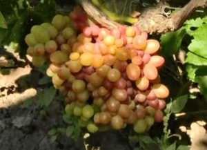 Nestenirana grozd sofijskog grožđa