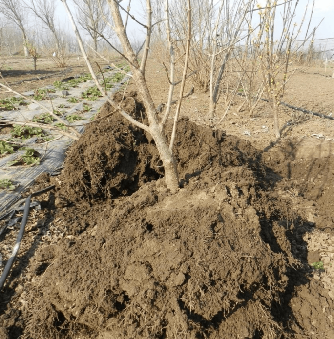 Transplantacija drijena