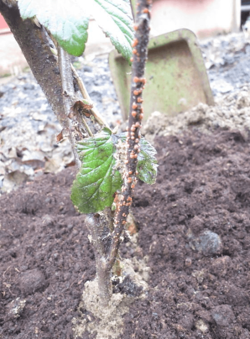 tuberkuloza