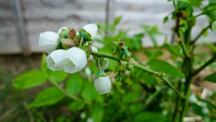 Blooming borovnica