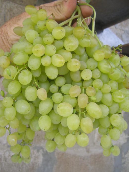 Grozd grožđa Rusbol