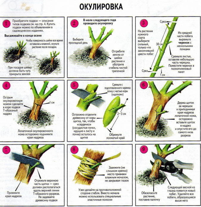 pupajuća ruža