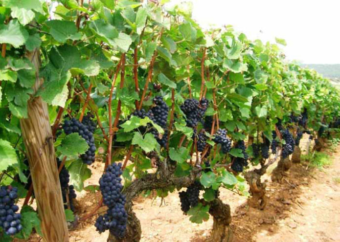Pinot crni grožđe