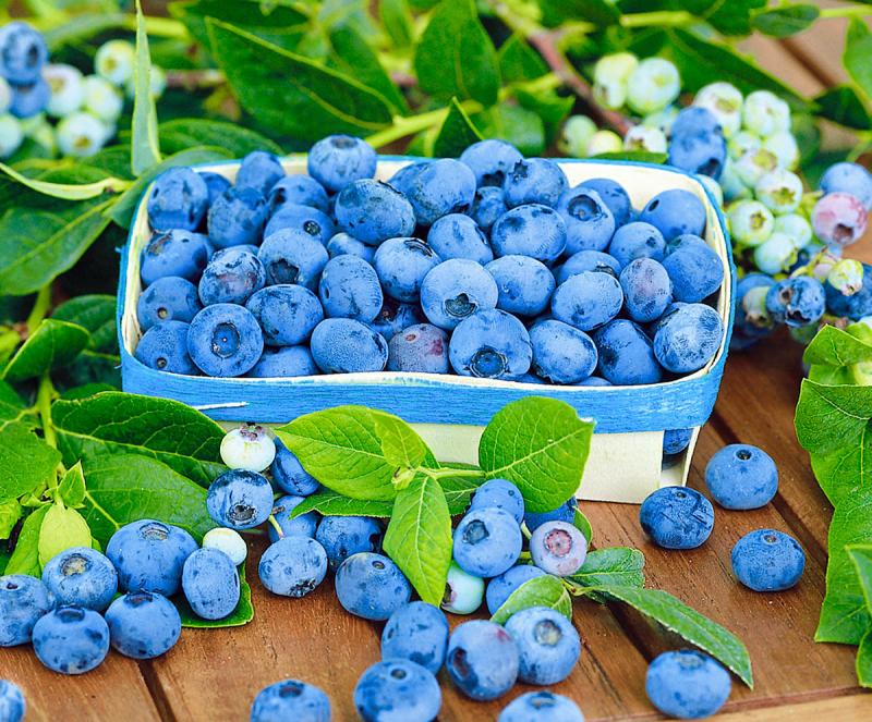 Blueberry Patriot nije samo jedna od visoke obitelji, već i najbolja među njima