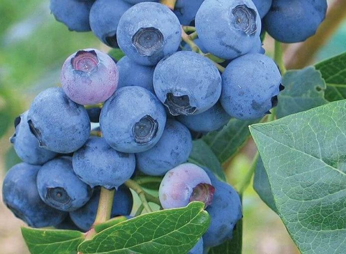 Borovnica Erliblu