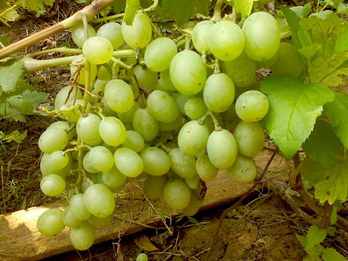 Zrele grozdove grožđa Poklon Zaporožju