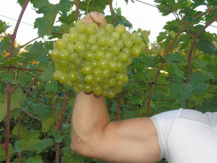 Grozd grožđa Valyok
