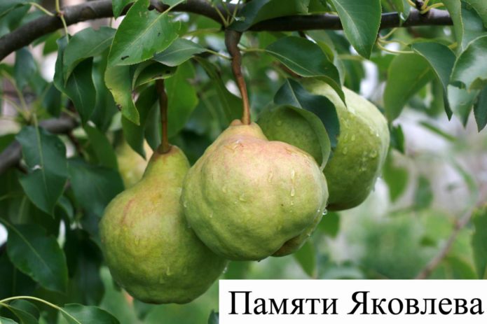 Raznolikost krušaka u spomen na Yakovlev