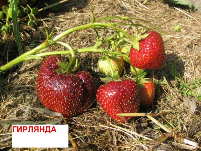 Jagodni vijenac