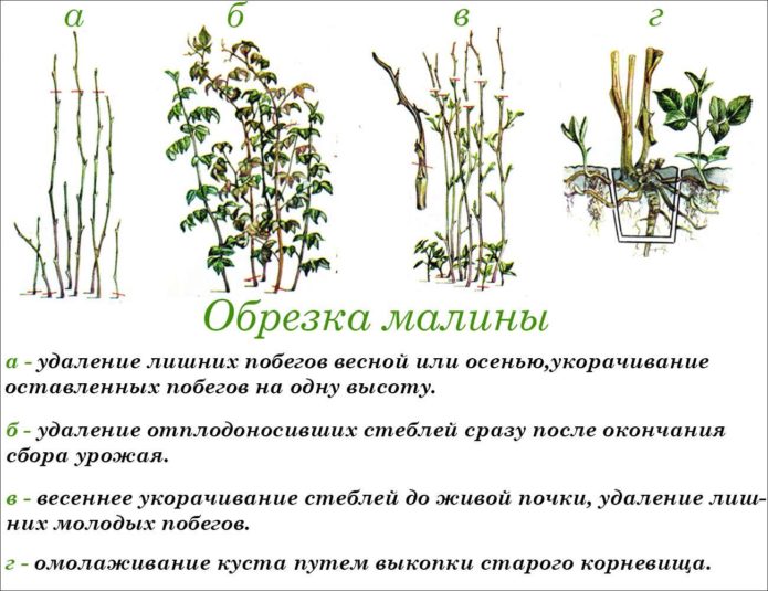 Shema rezidbe maline