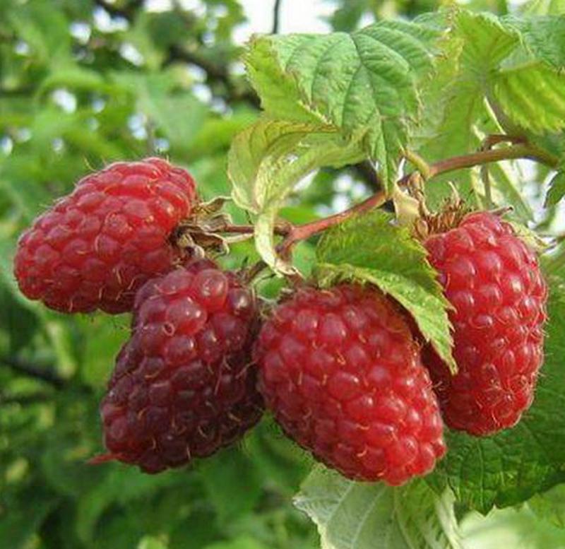 Maline