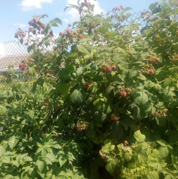 Husar grma maline