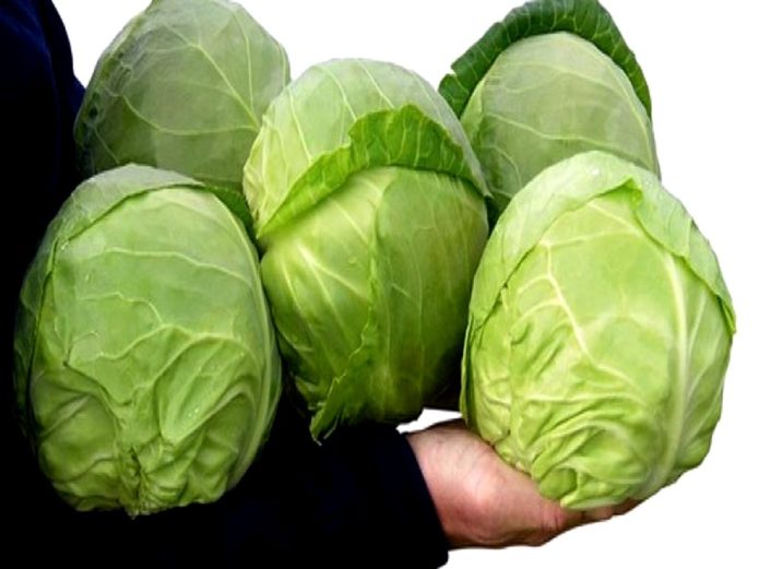 Lipanjska sorta kupusa