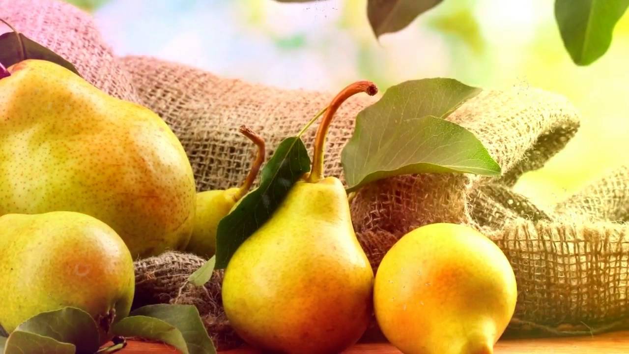 Najbolje samooplodne sorte krušaka različitih razdoblja zrenja
