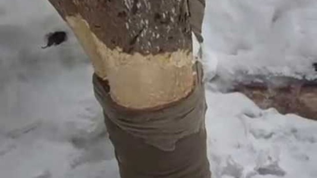 Vezanje tajica od drva