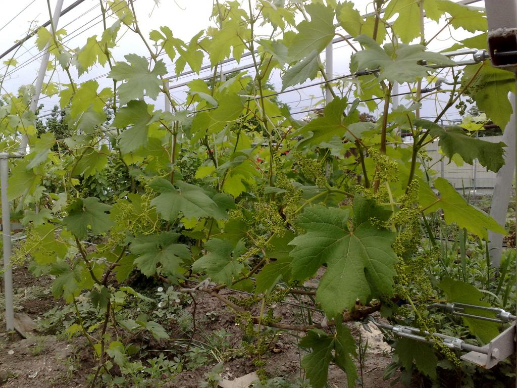 Prvo proljetno liječenje grožđa od bolesti: lijekovi i narodni lijekovi
