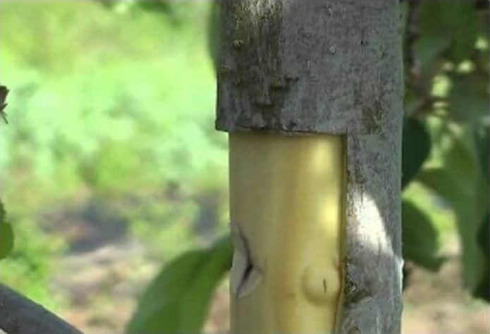 Prirast kore