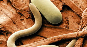 Nematode