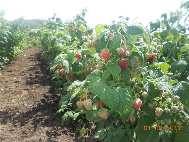Grmlje maline Hercules