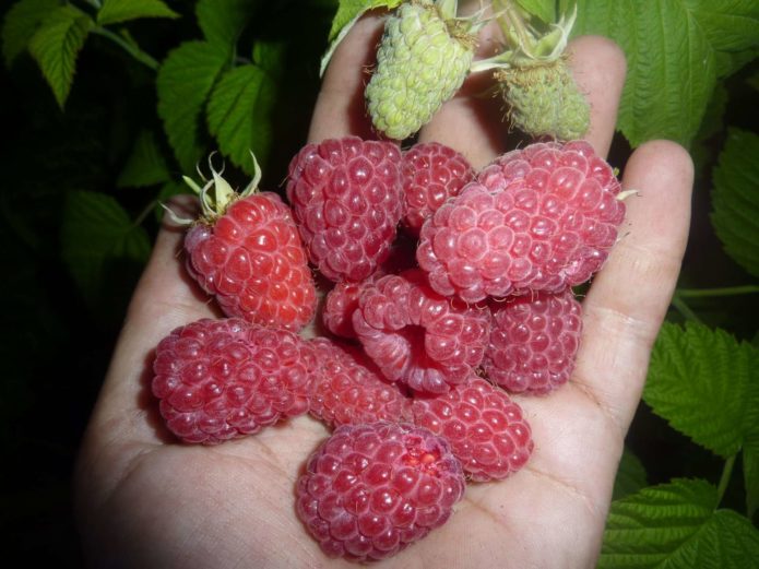 Maline na dlanu