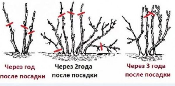 Shema obrezivanja