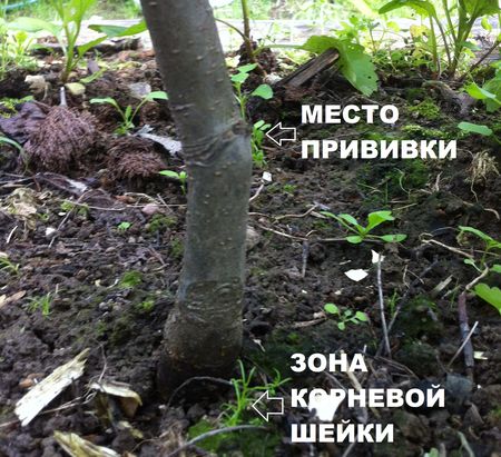 Mjesto kalemljenja na sadnici
